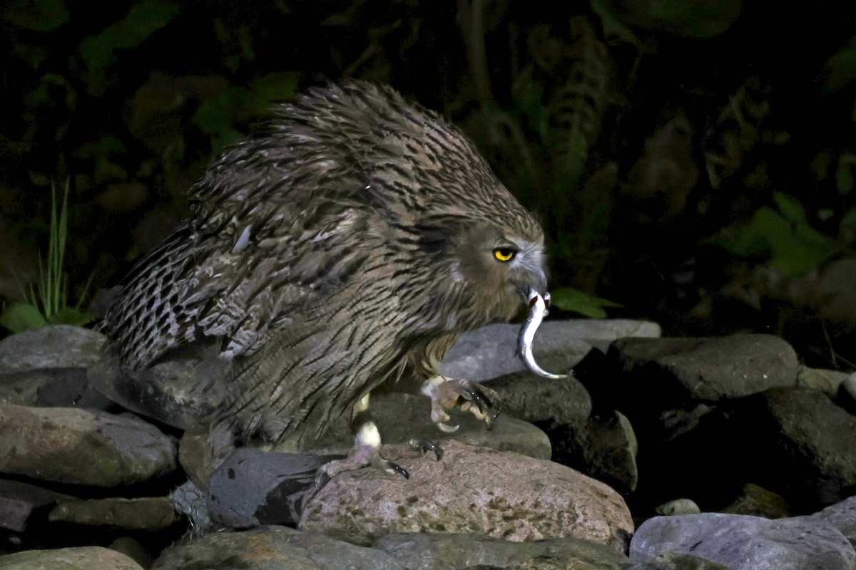 Blakiston's Fish-Owl - ML638187682