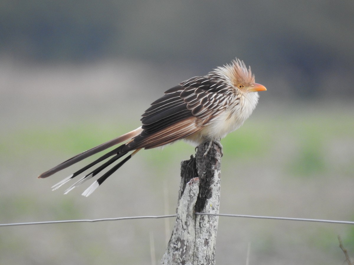 Guira Cuckoo - ML638187684