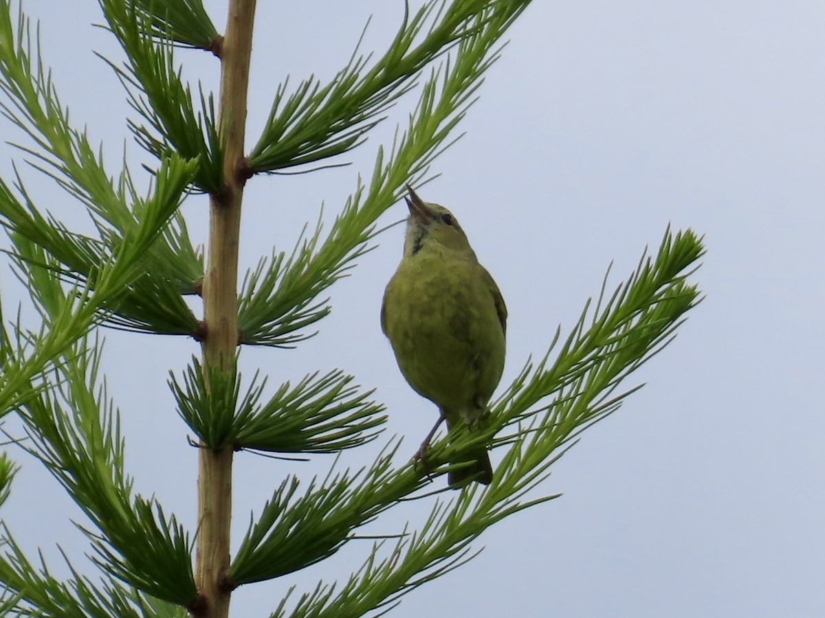 Orange-crowned Warbler - ML638187686