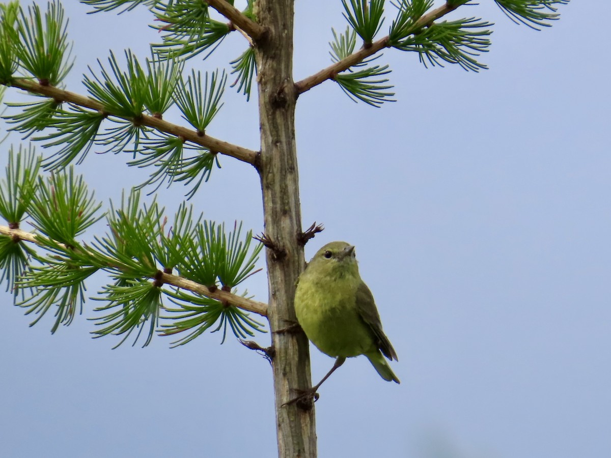 Orange-crowned Warbler - ML638187688