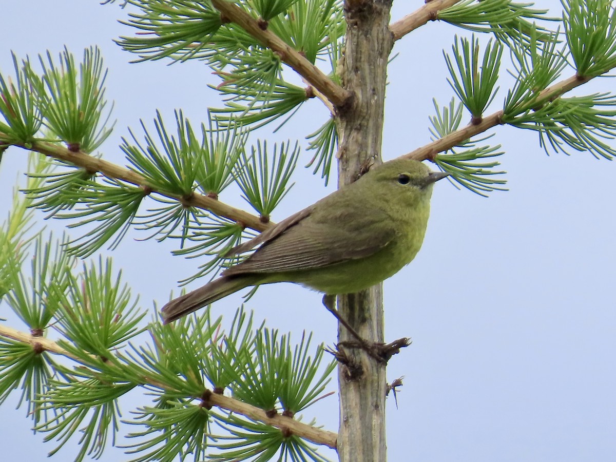 Orange-crowned Warbler - ML638187689