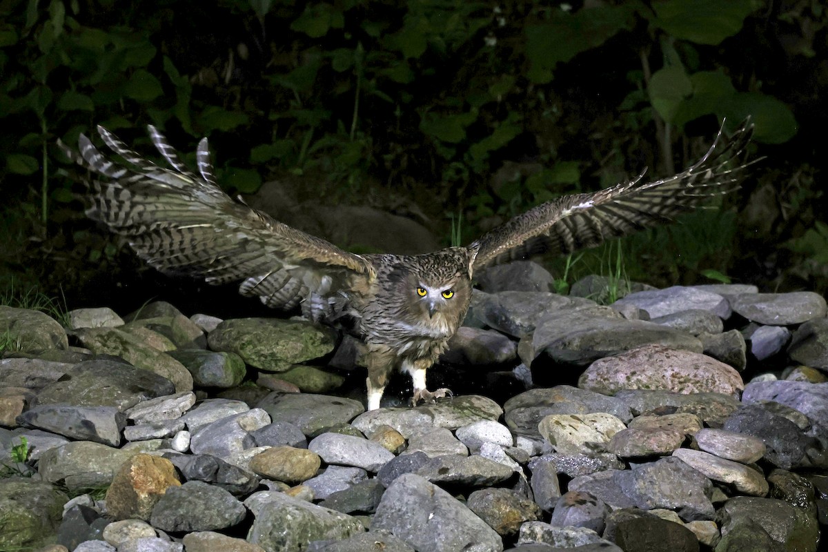 Blakiston's Fish-Owl - ML638187691