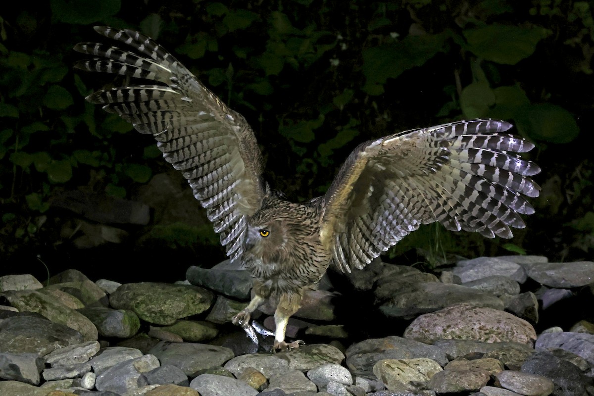 Blakiston's Fish-Owl - ML638187695