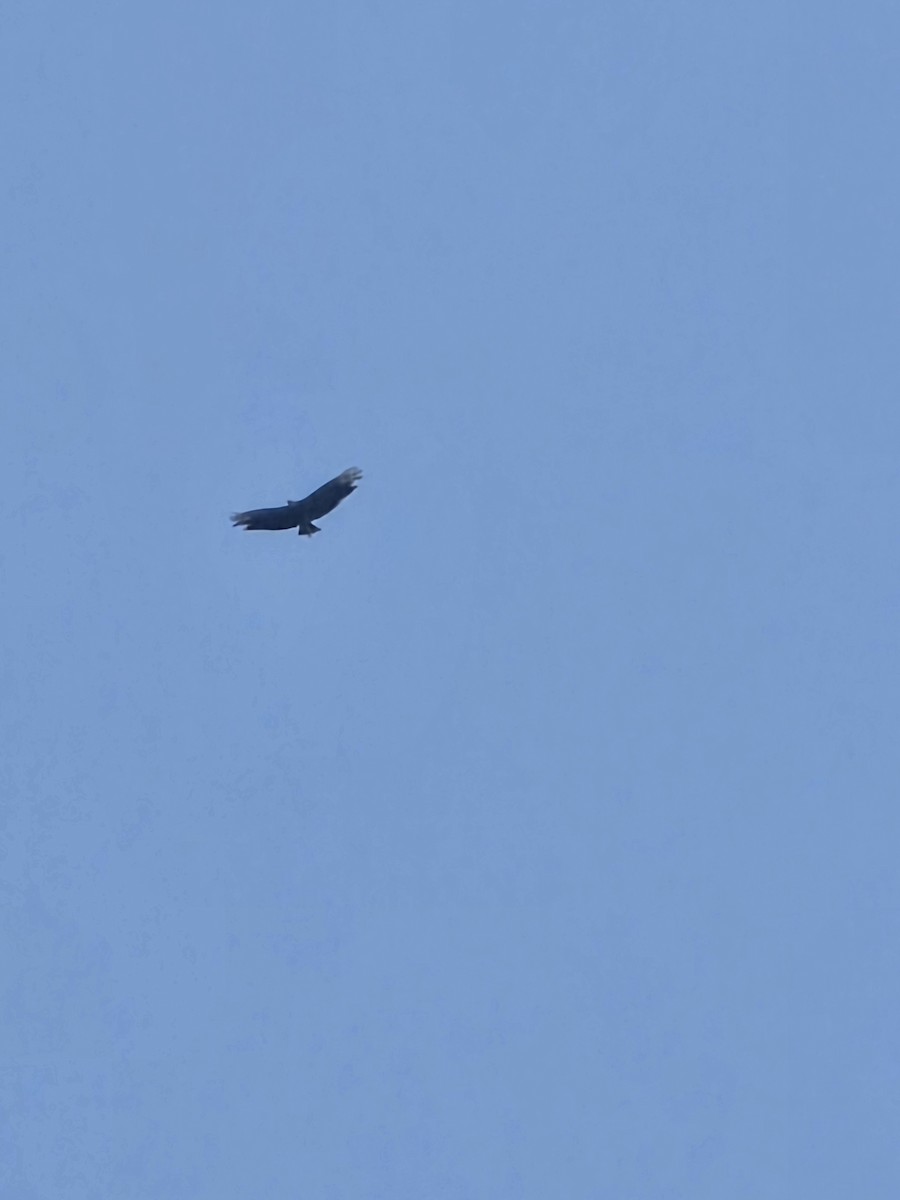 Black Vulture - ML638187696