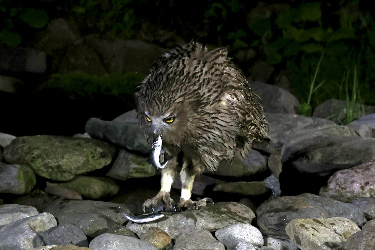 Blakiston's Fish-Owl - ML638187698