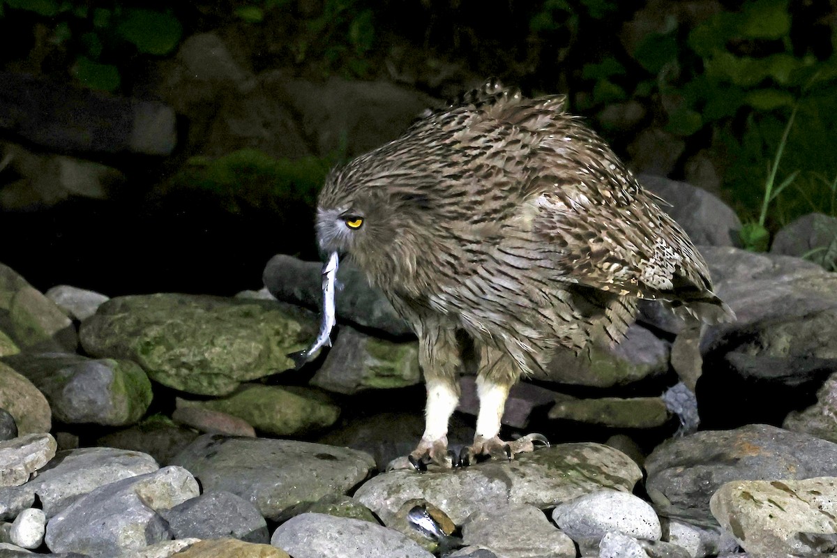 Blakiston's Fish-Owl - ML638187703