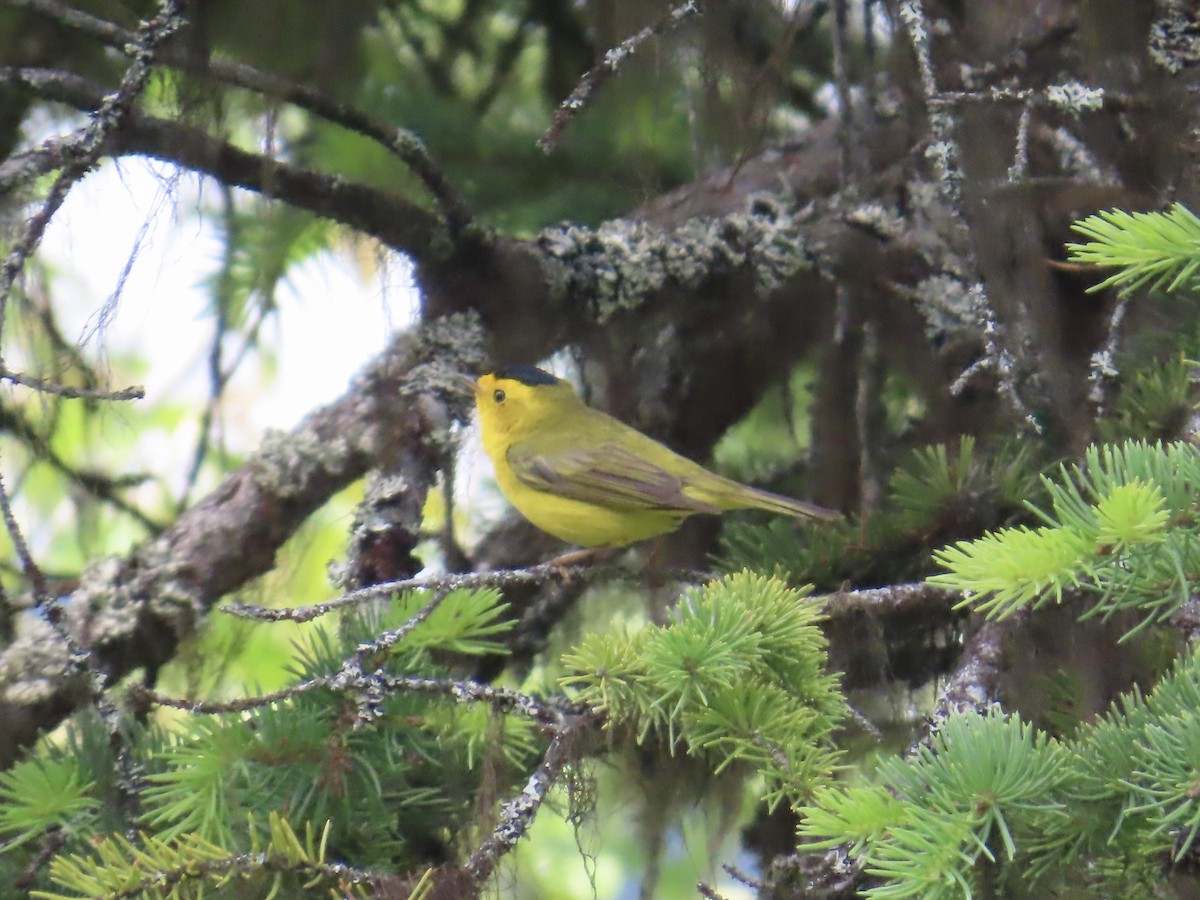 Wilson's Warbler - ML638187704