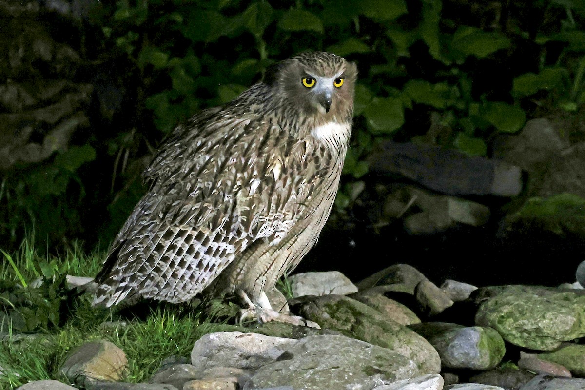 Blakiston's Fish-Owl - ML638187705