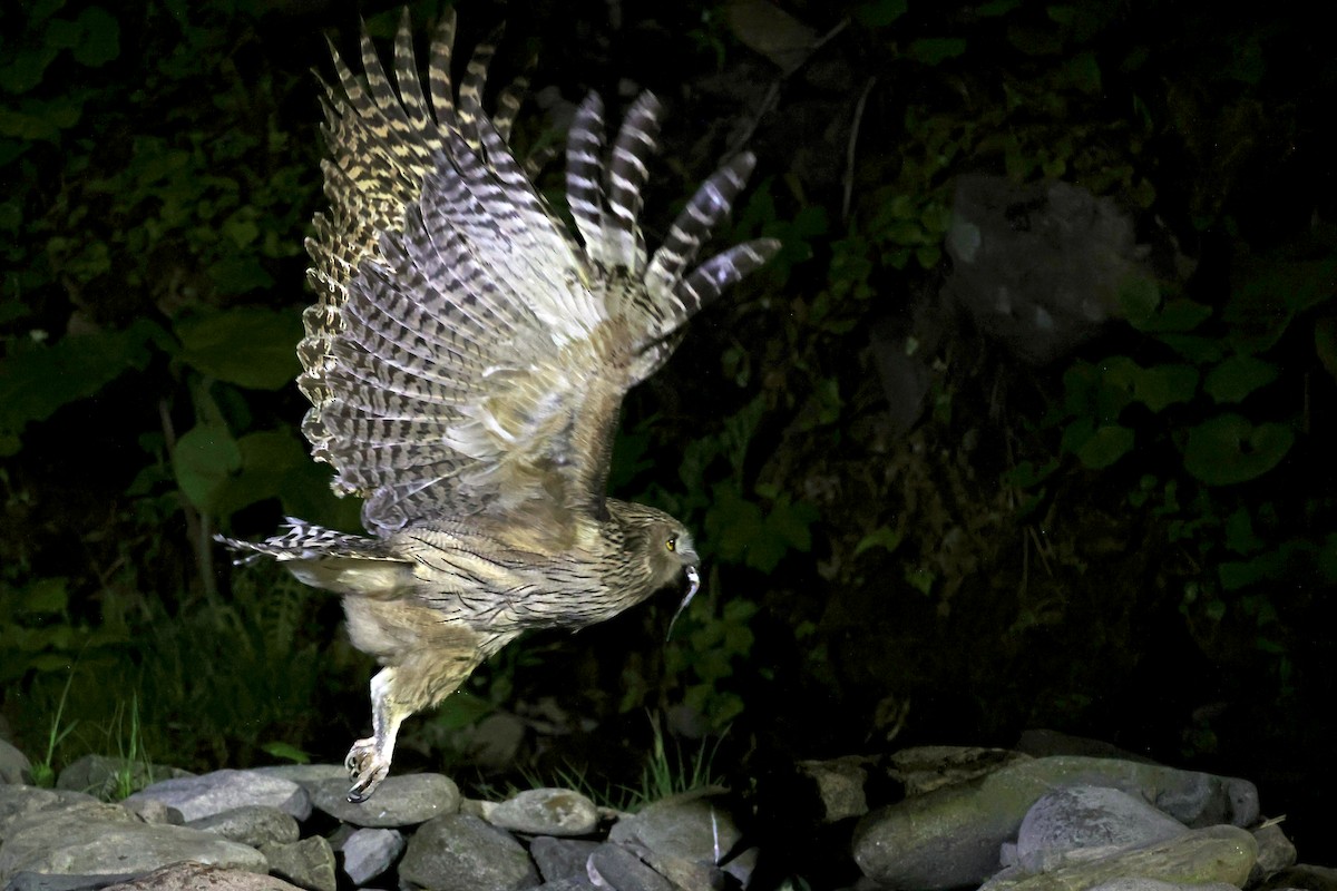 Blakiston's Fish-Owl - ML638187707