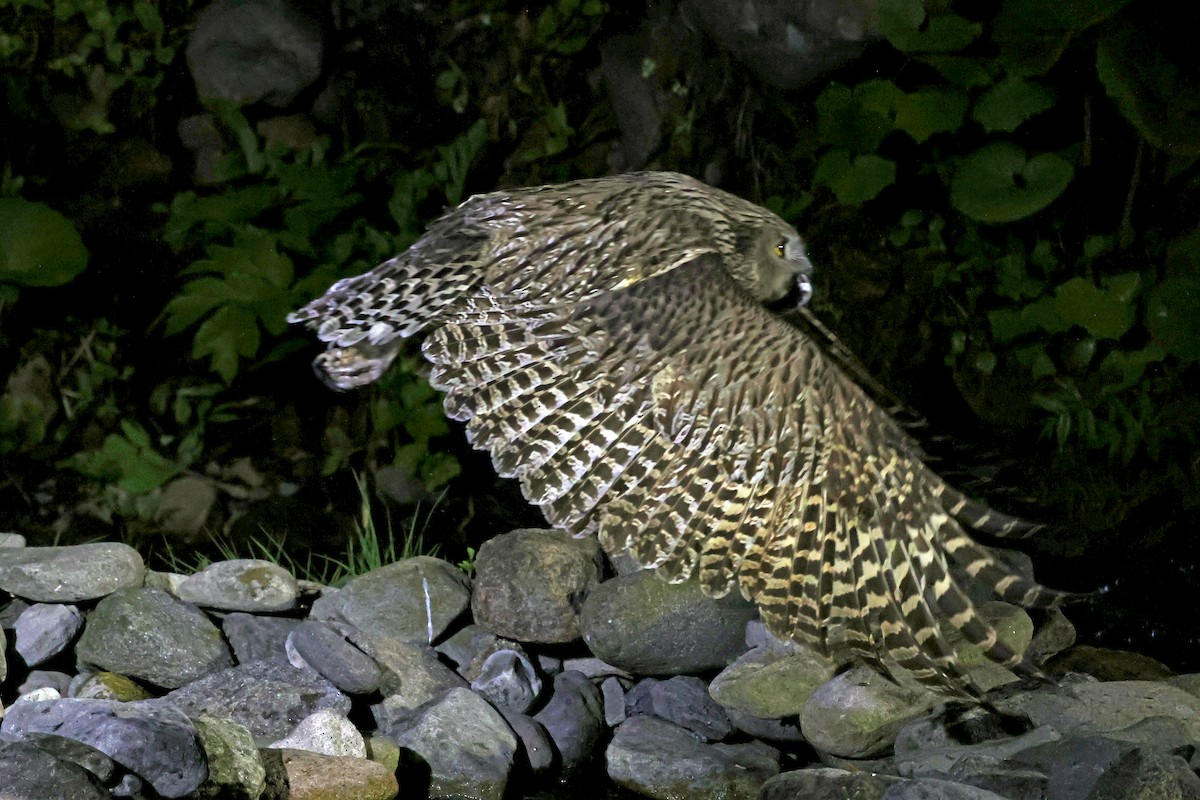Blakiston's Fish-Owl - ML638187708