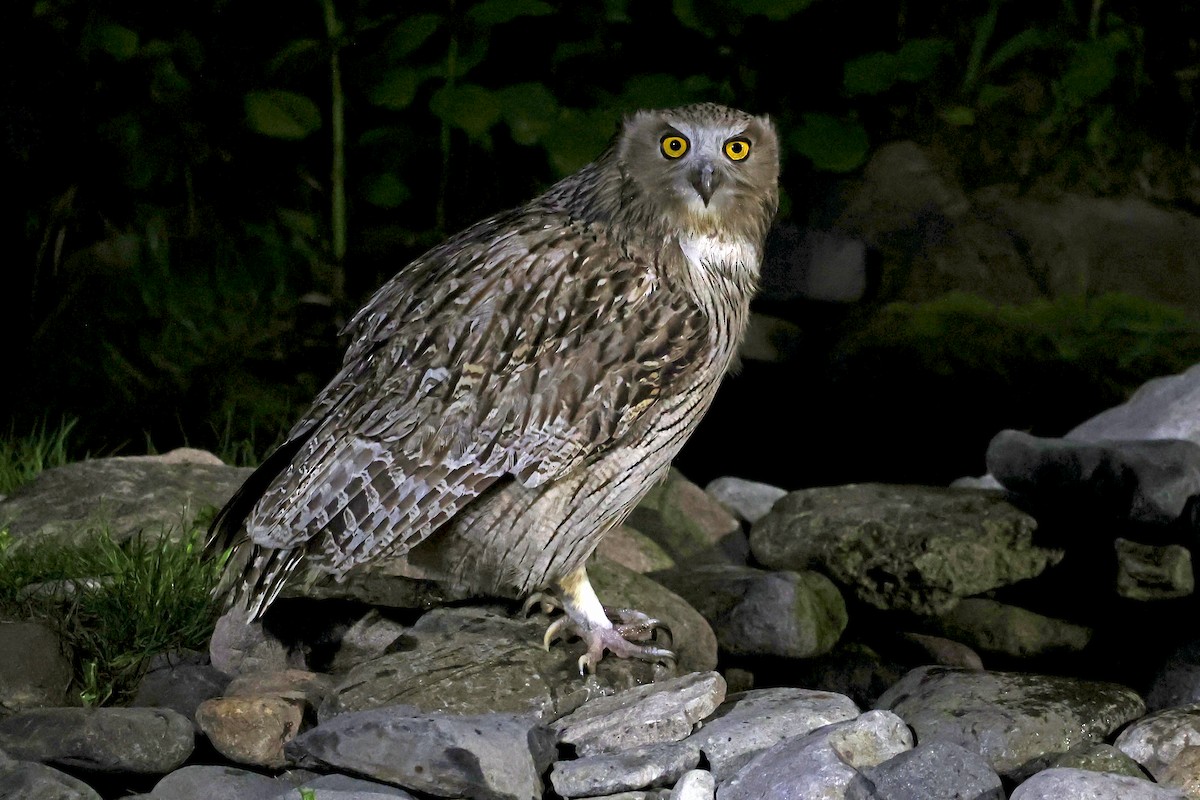 Blakiston's Fish-Owl - ML638187710
