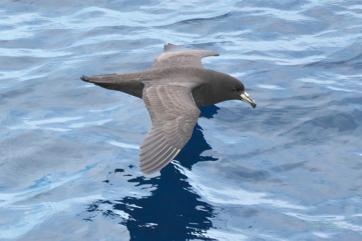 Parkinson's Petrel - ML638187712