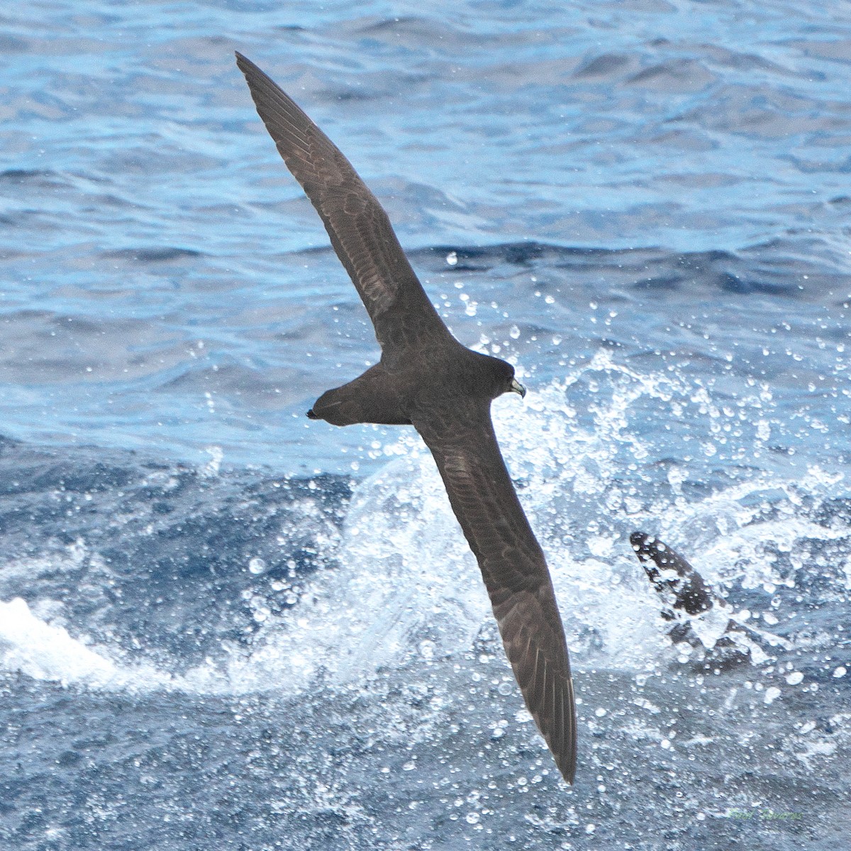 Parkinson's Petrel - ML638187713