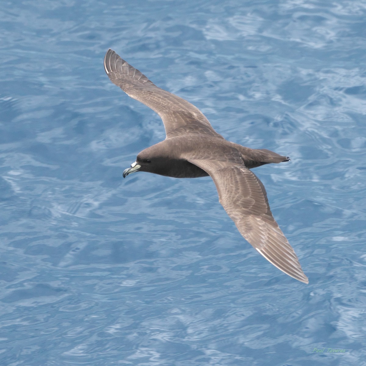 Parkinson's Petrel - ML638187714
