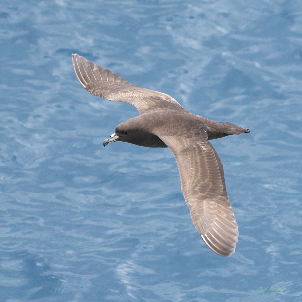 Parkinson's Petrel - ML638187715
