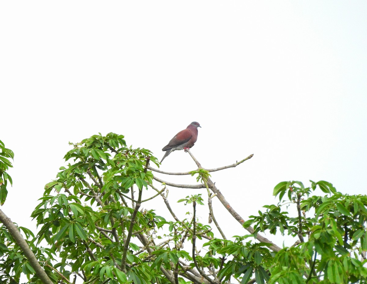 Pale-vented Pigeon - ML638187717