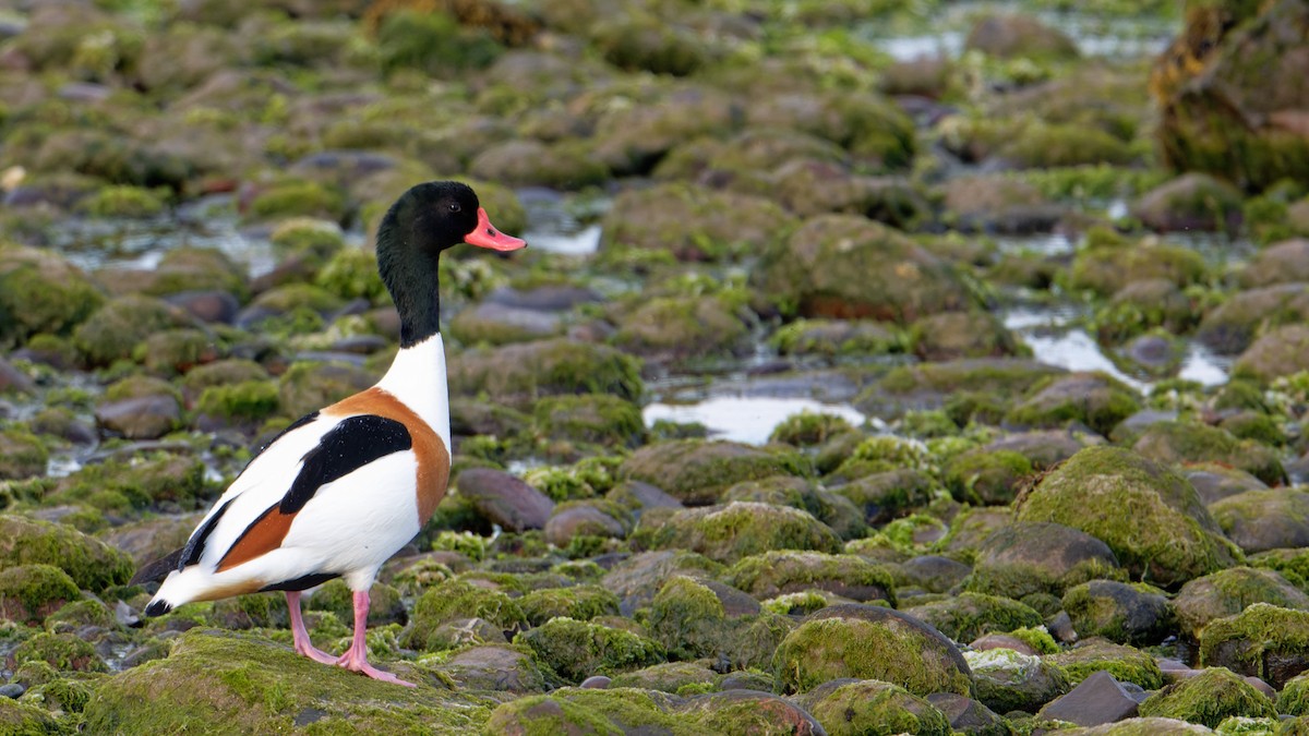 Common Shelduck - ML638187718