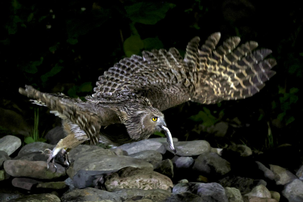 Blakiston's Fish-Owl - ML638187719