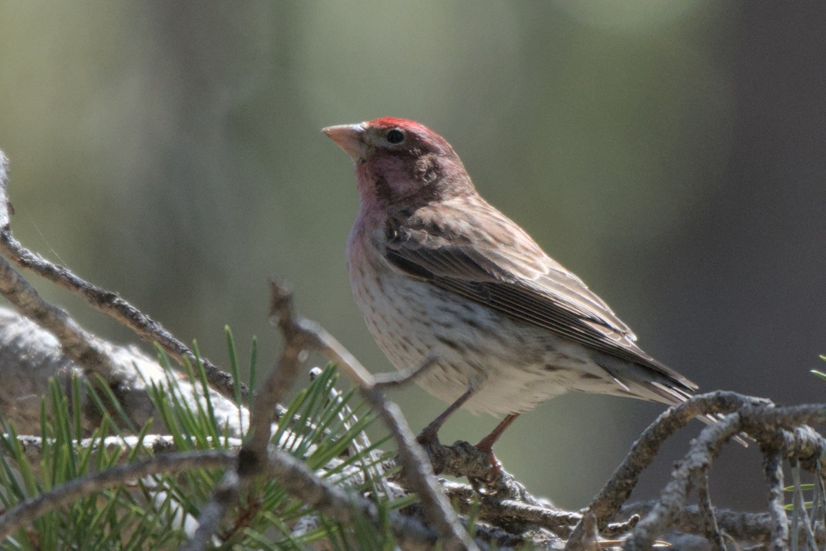 House/Purple Finch - ML638187731