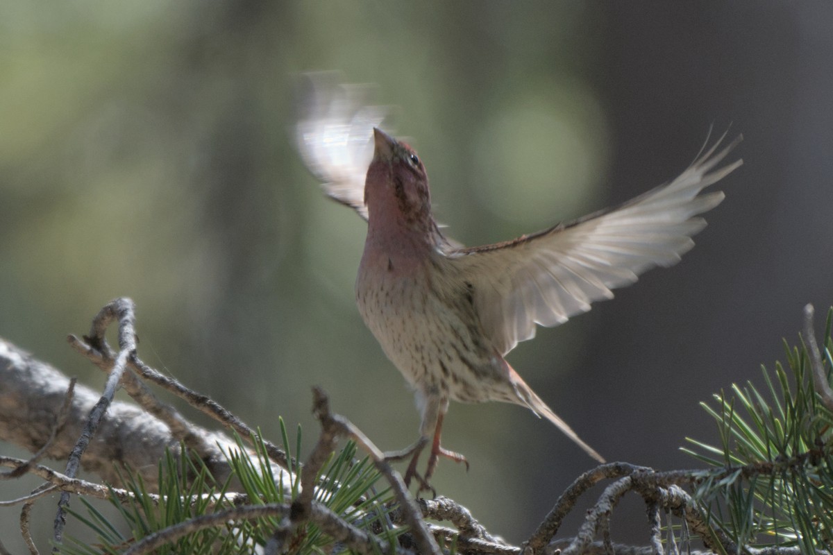 House/Purple Finch - ML638187732