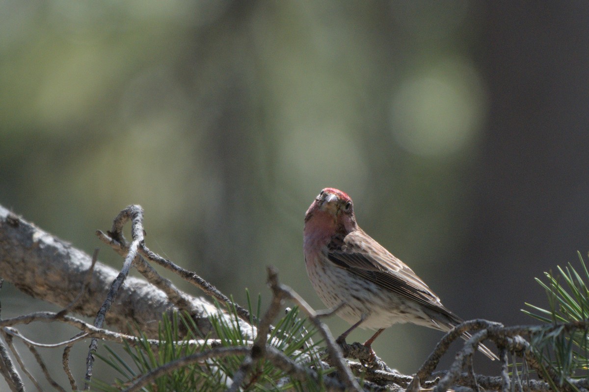 House/Purple Finch - ML638187733