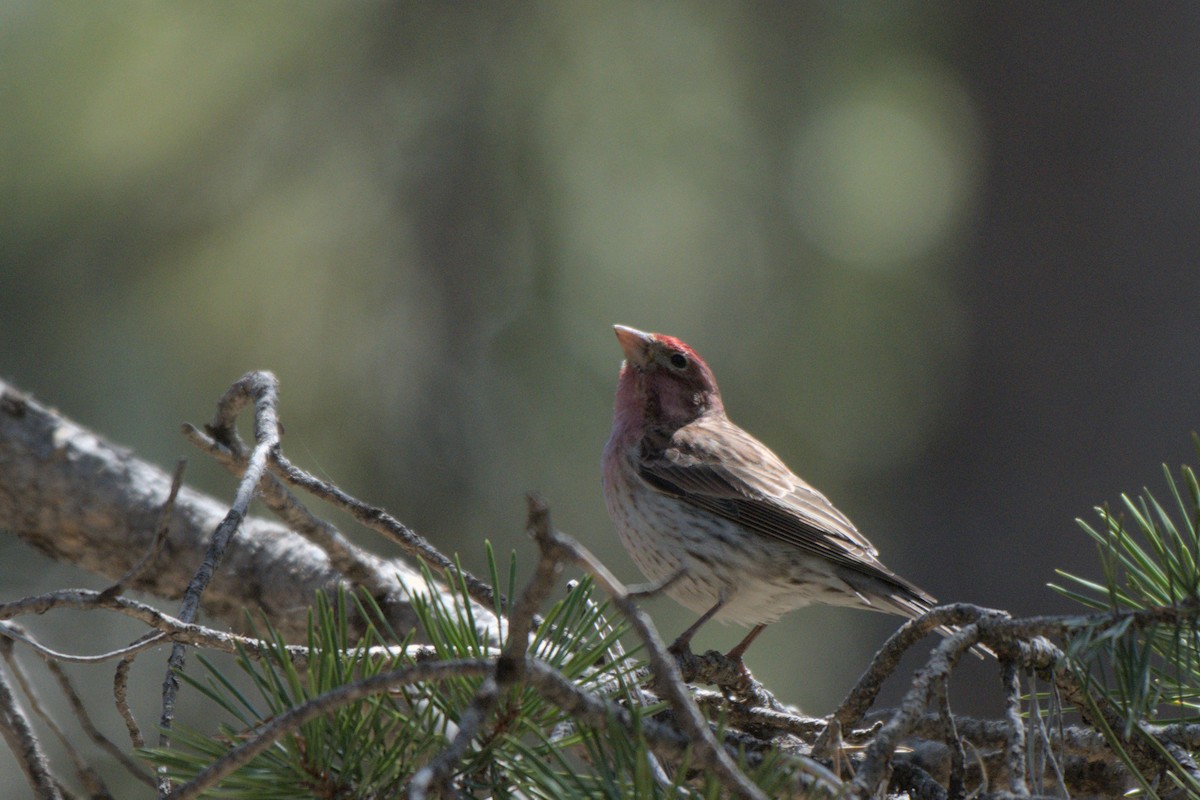 House/Purple Finch - ML638187734