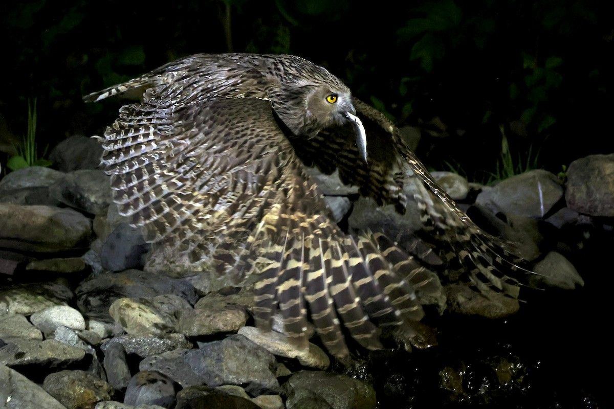 Blakiston's Fish-Owl - ML638187736