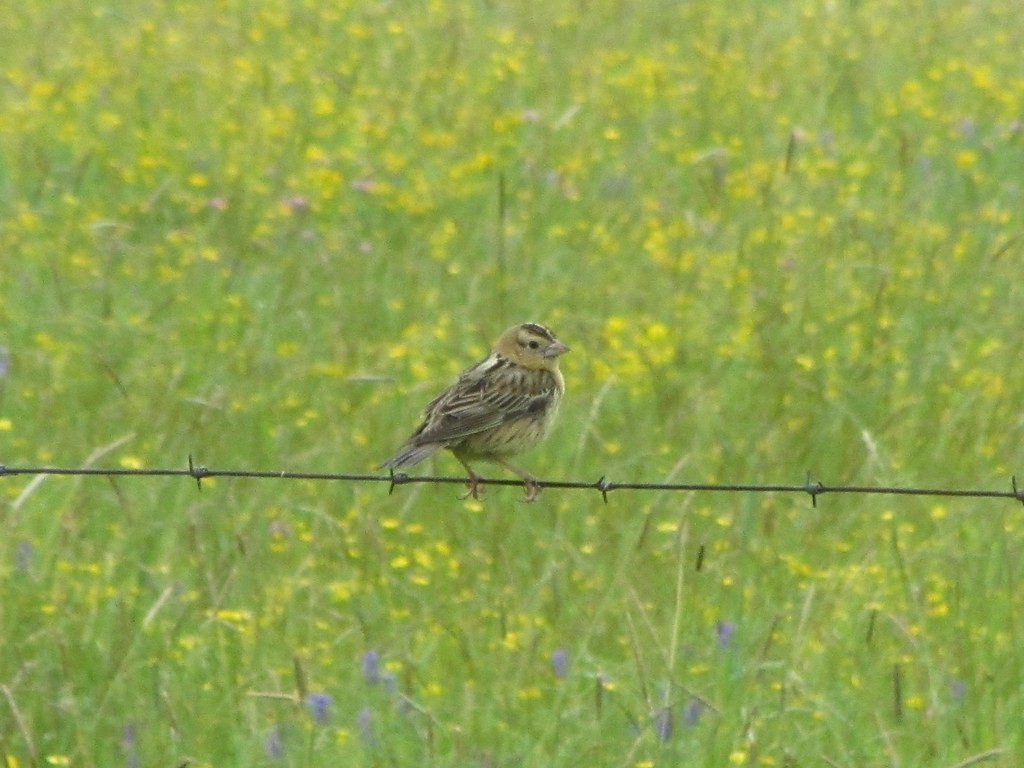 Bobolink - ML638187739