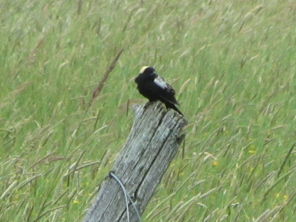Bobolink - ML638187740