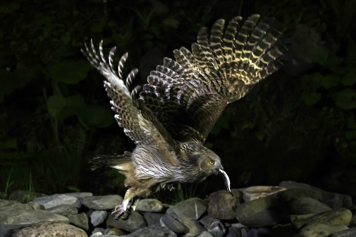 Blakiston's Fish-Owl - ML638187741