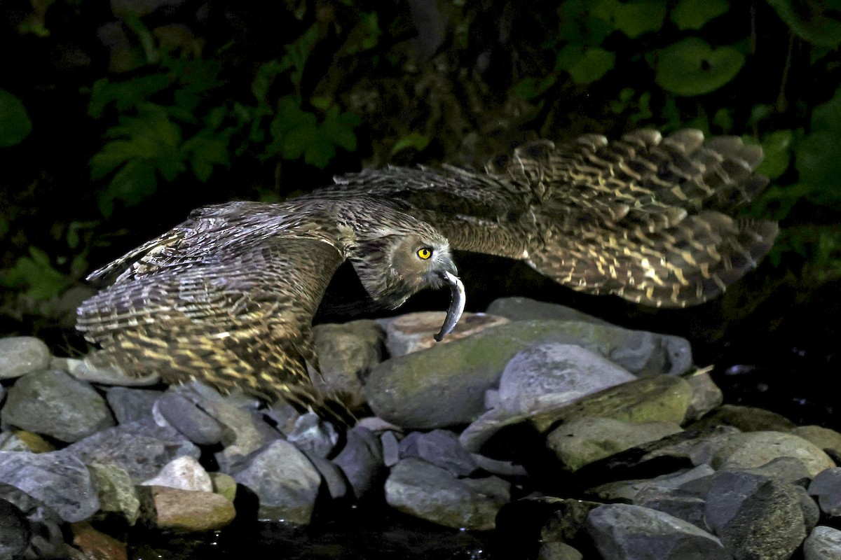 Blakiston's Fish-Owl - ML638187767
