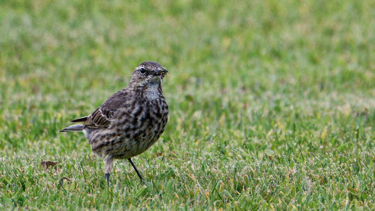 Rock Pipit - ML638187768