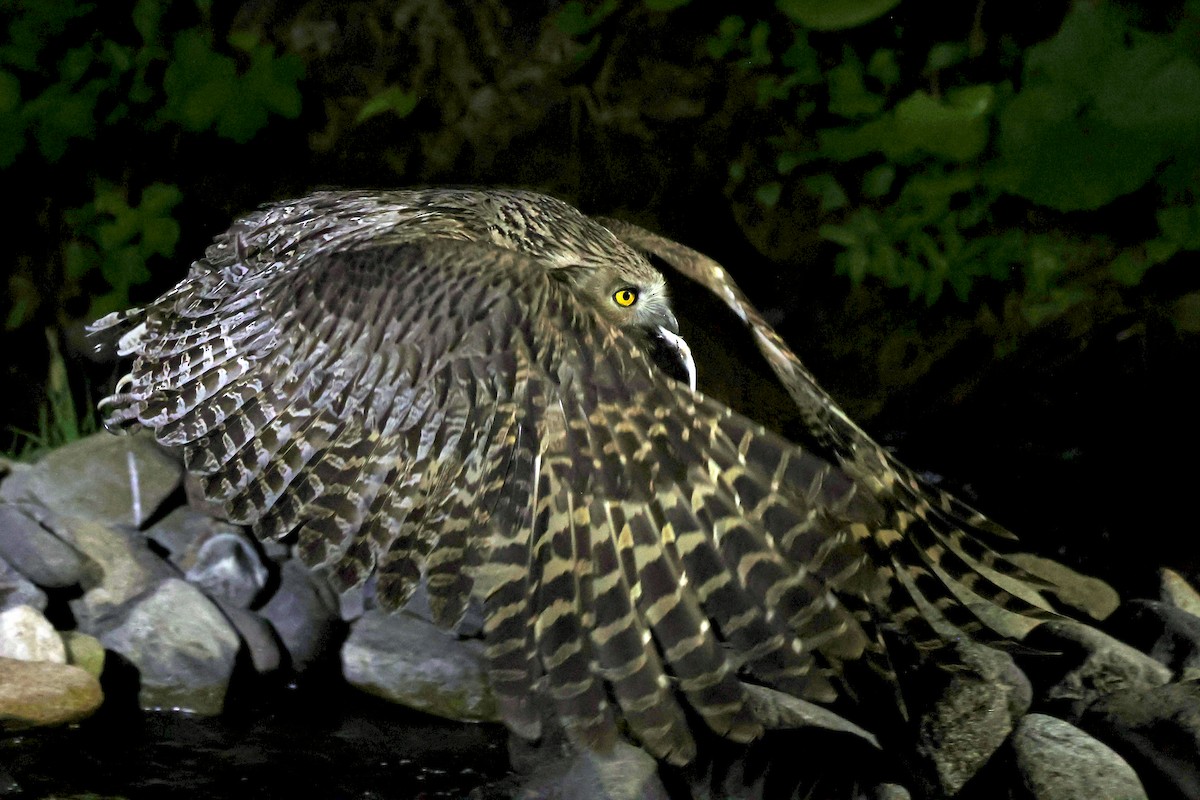 Blakiston's Fish-Owl - ML638187771