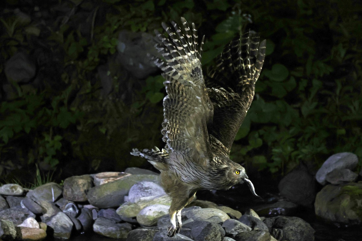 Blakiston's Fish-Owl - ML638187803