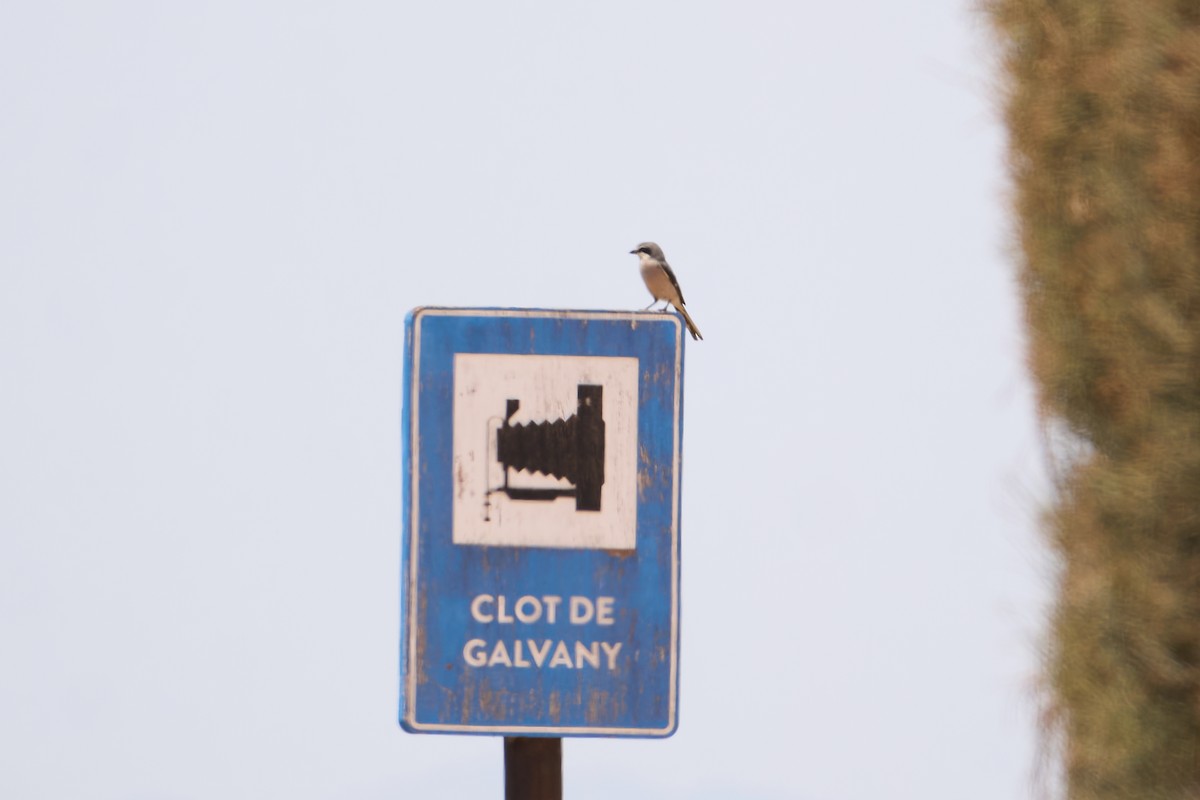 Iberian Gray Shrike - ML638187870