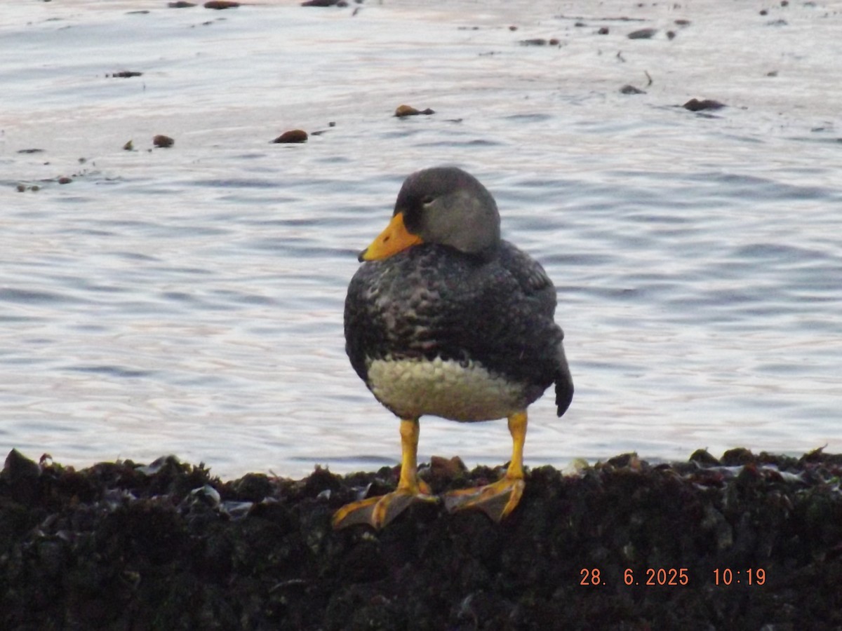 Flightless Steamer-Duck - ML638187871