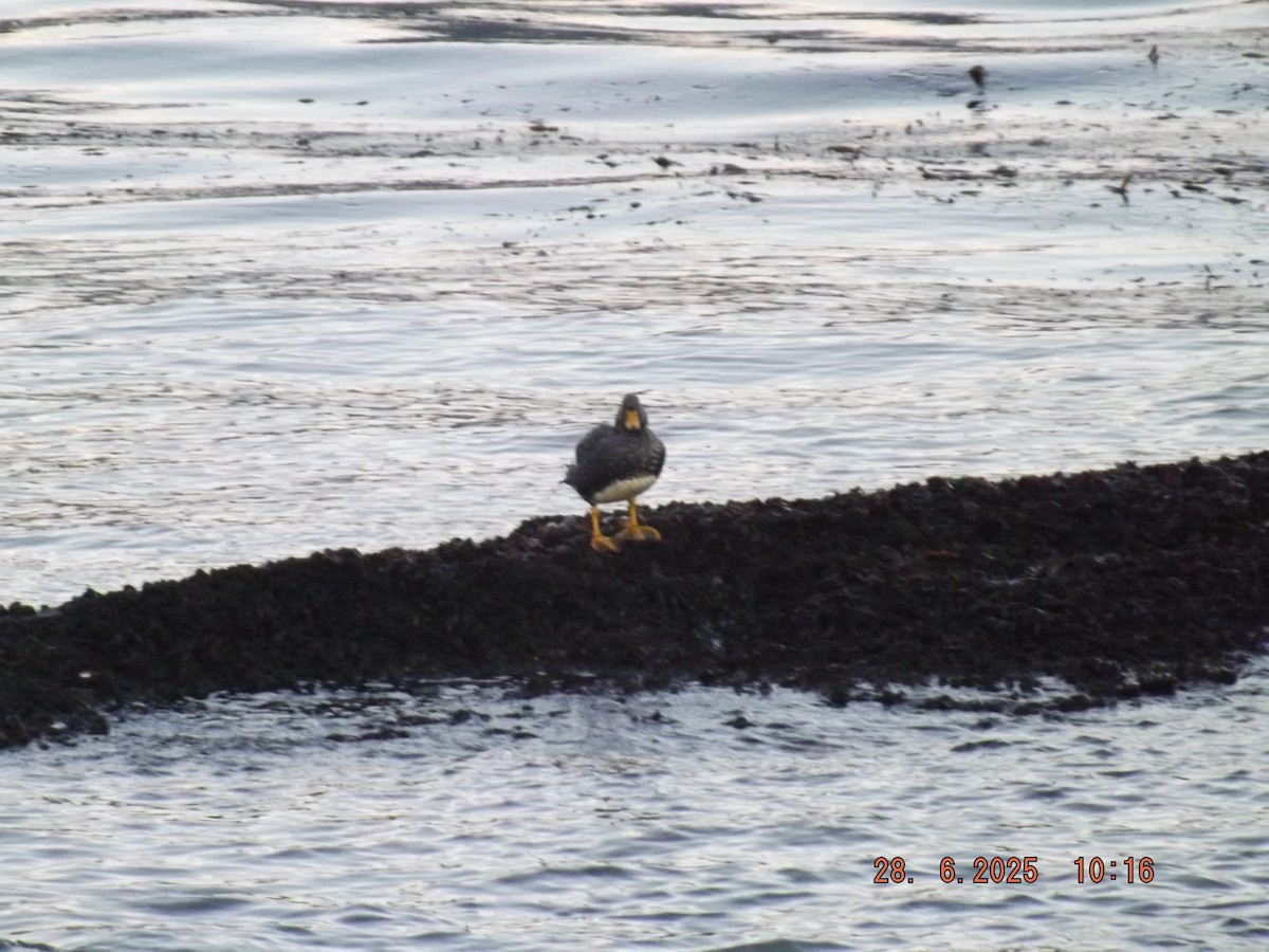 Flightless Steamer-Duck - ML638187872