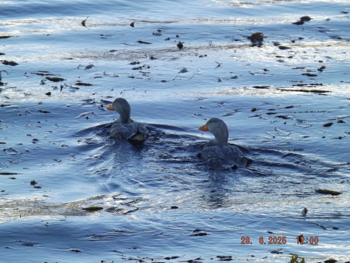 Flightless Steamer-Duck - ML638187874
