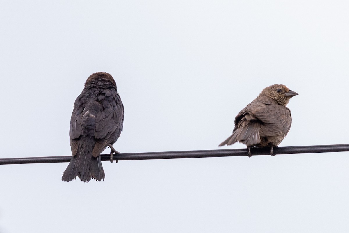 vlhovec hnědohlavý - ML638187984