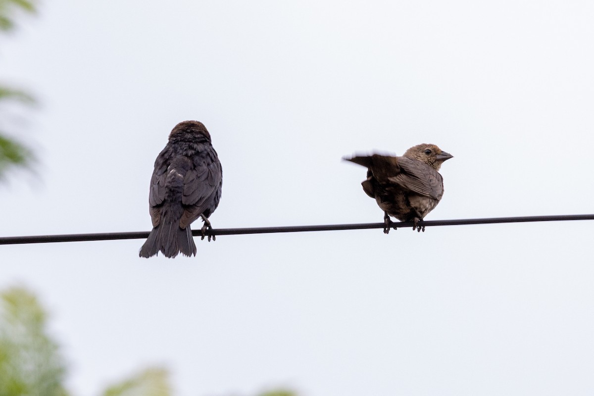 vlhovec hnědohlavý - ML638187985