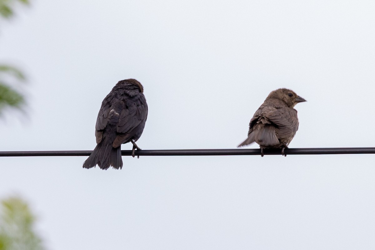 vlhovec hnědohlavý - ML638187986