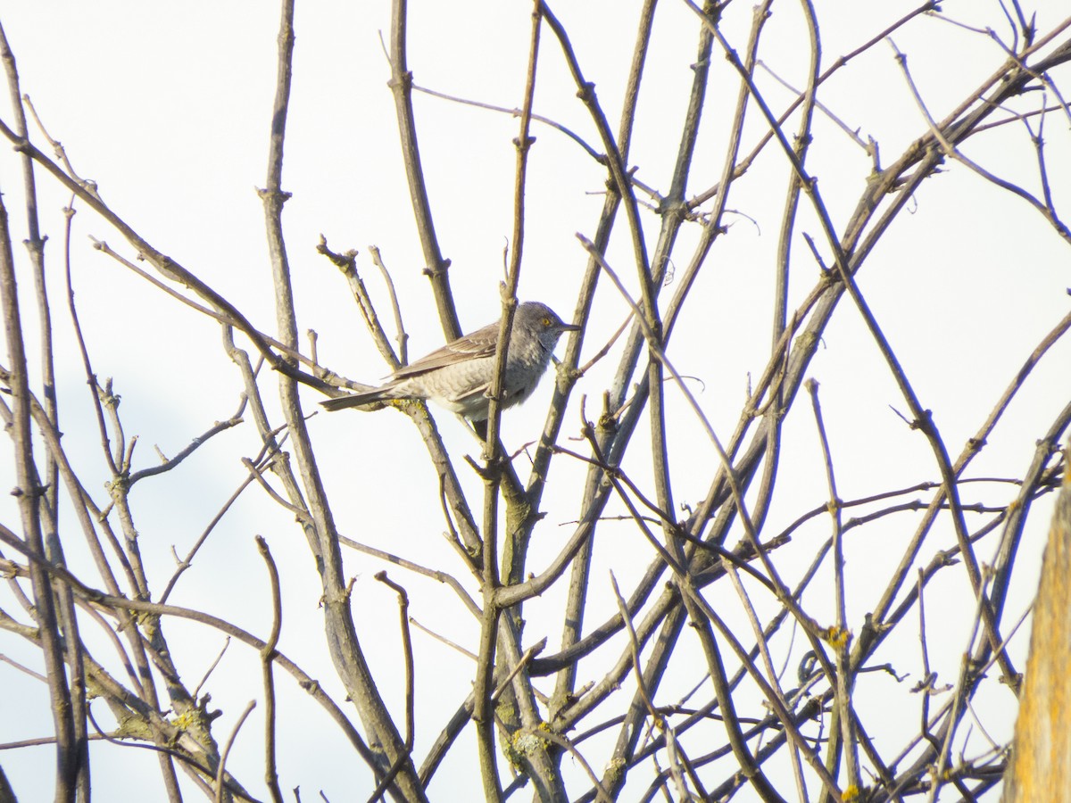 Barred Warbler - ML638187998