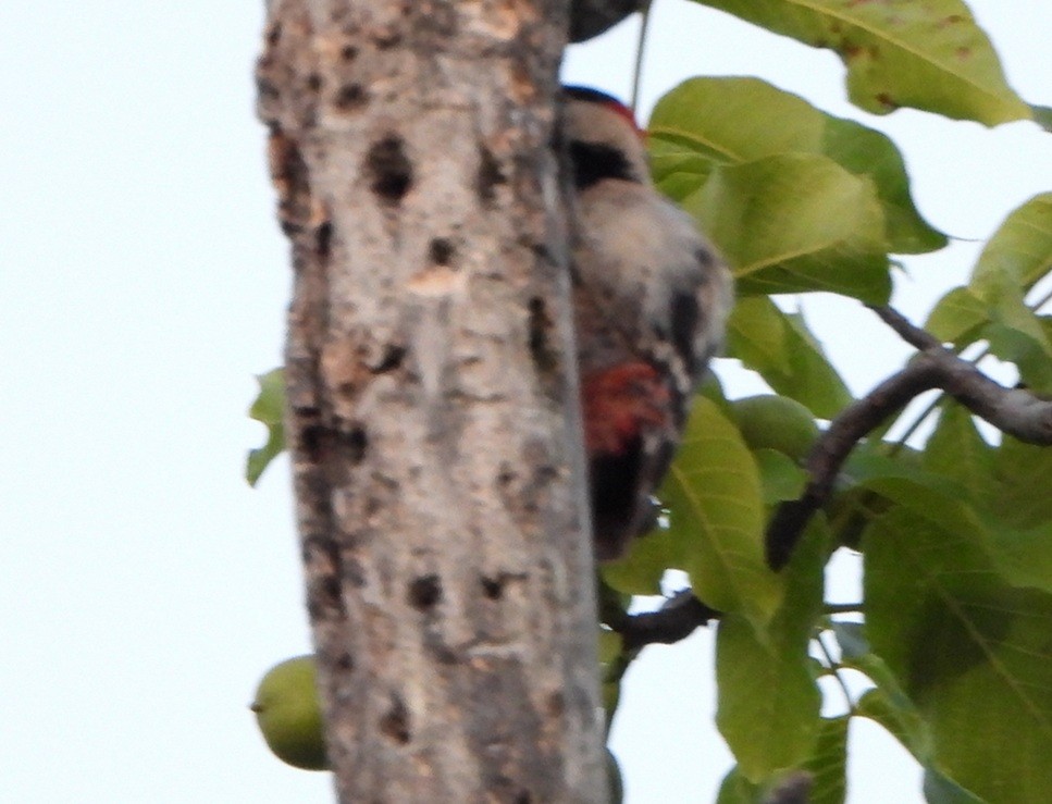 Syrian Woodpecker - ML638188000