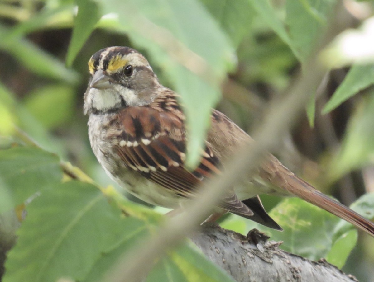 White-throated Sparrow - ML638188001