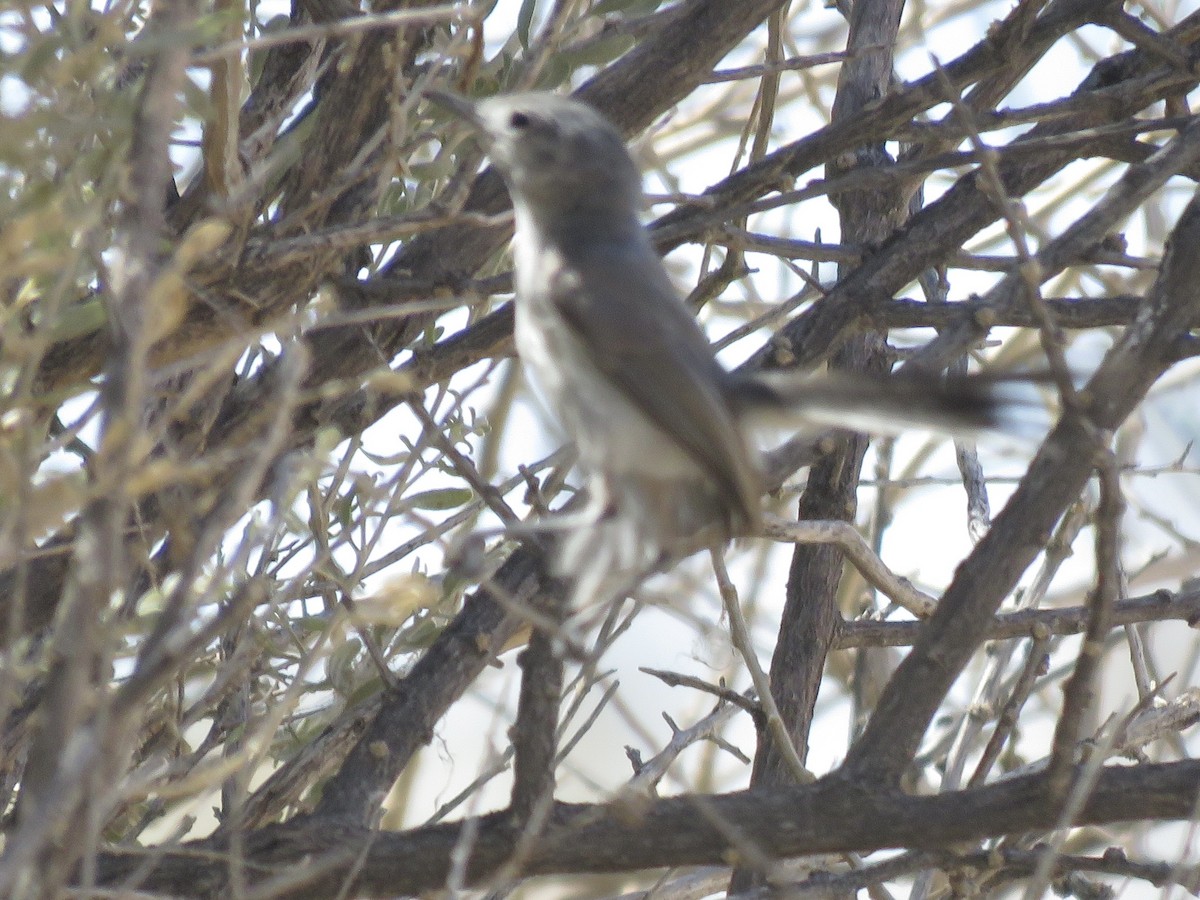 Black-tailed Gnatcatcher - ML638188005