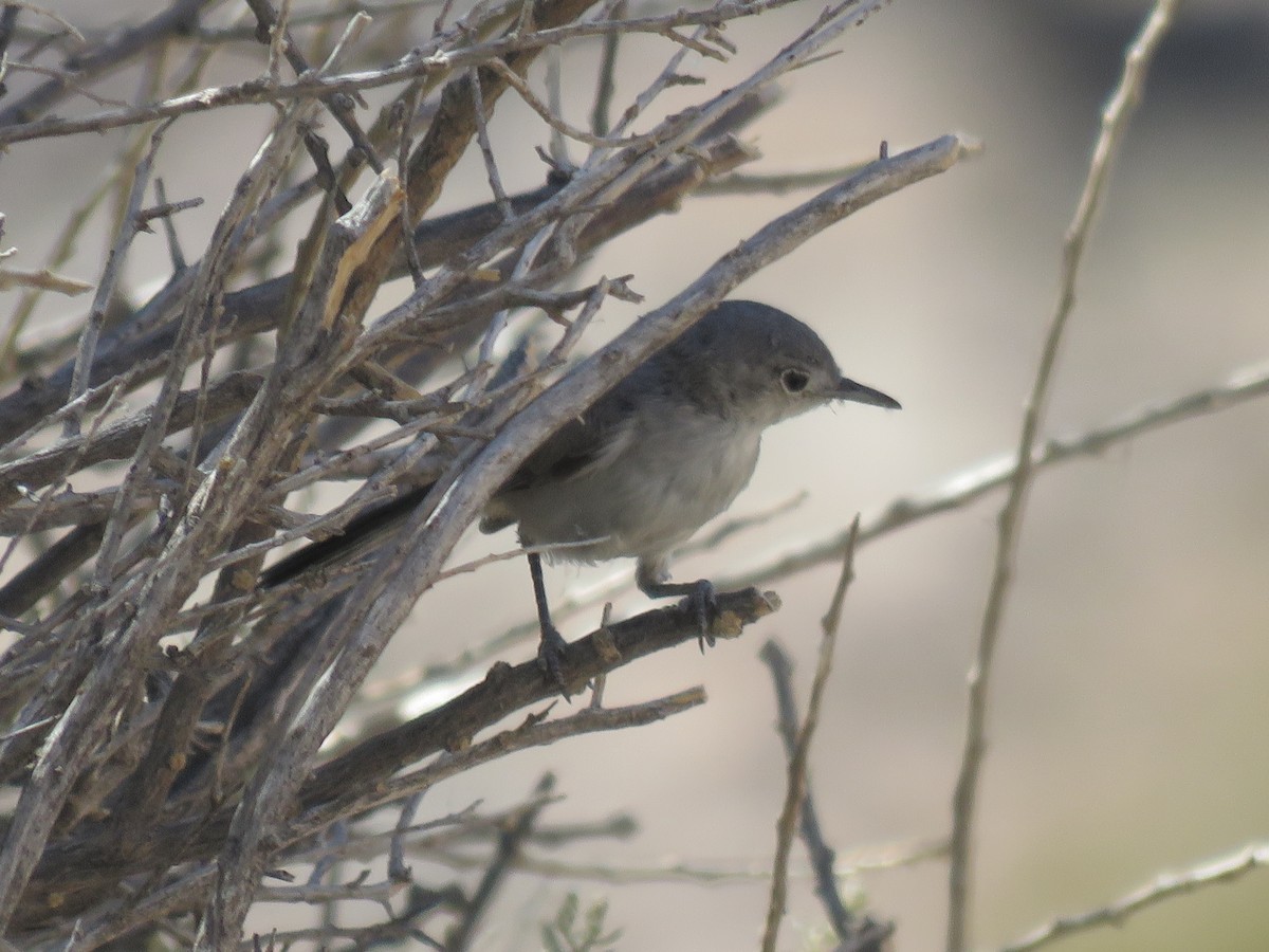 Black-tailed Gnatcatcher - ML638188006
