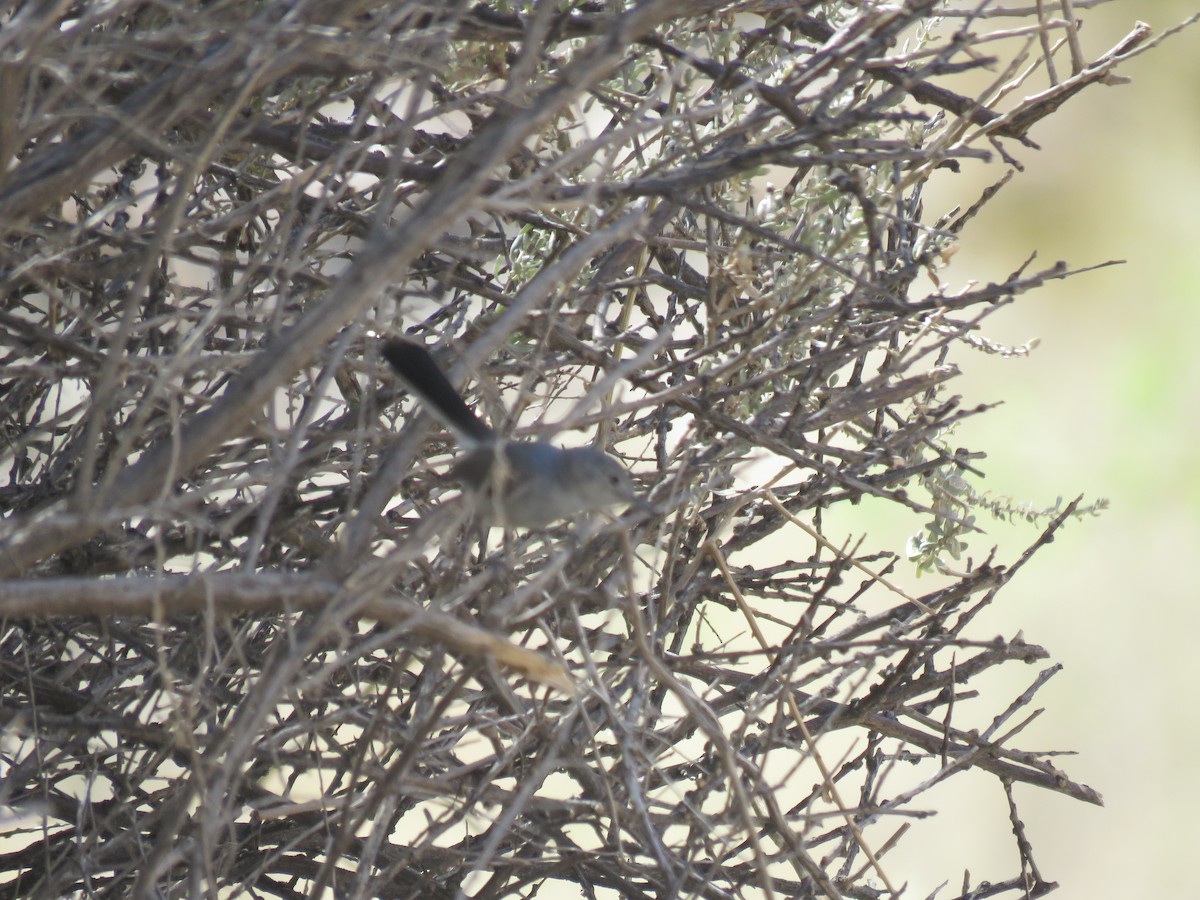 Black-tailed Gnatcatcher - ML638188007