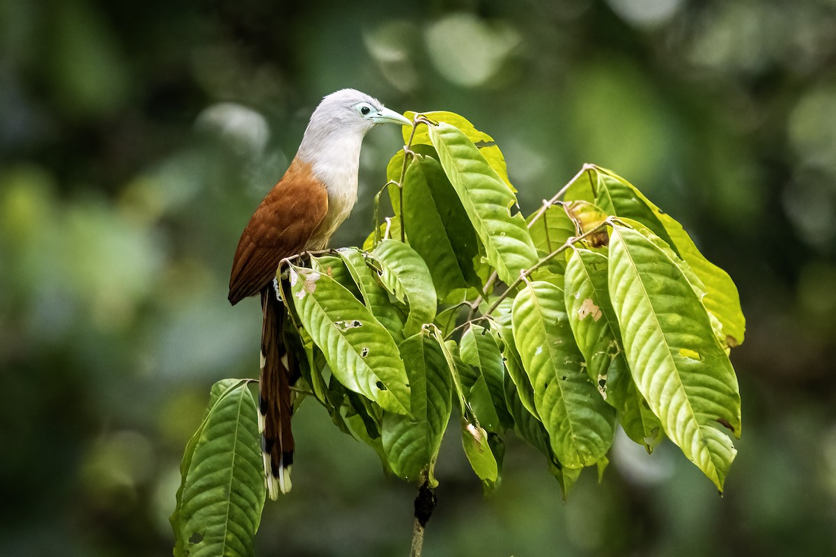 Raffles's Malkoha - ML638188008