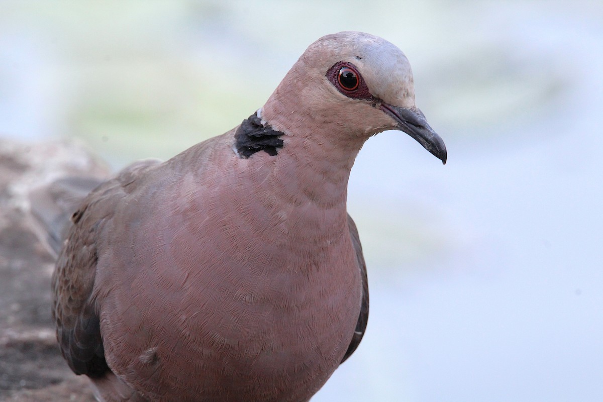 Red-eyed Dove - ML638188012