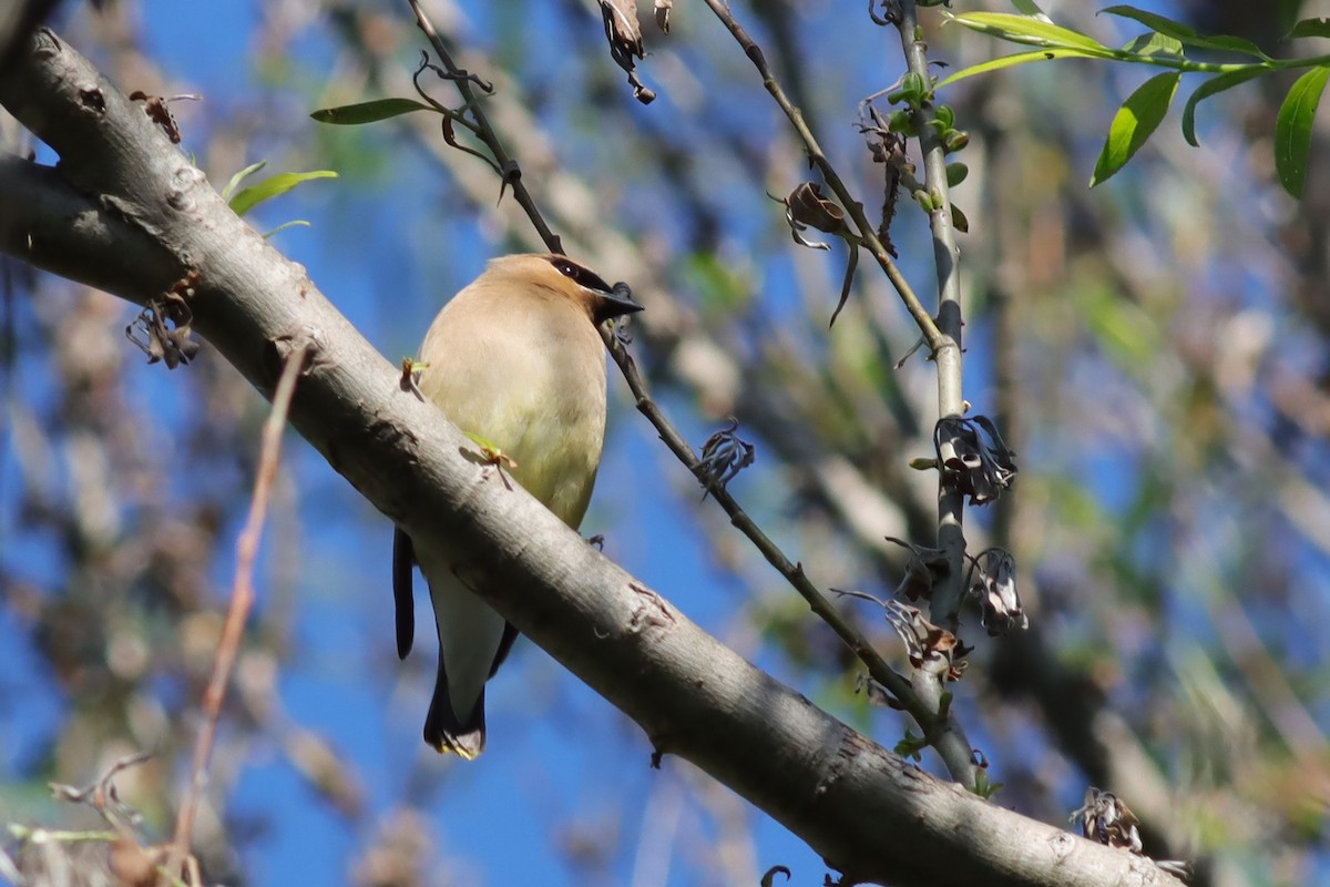 Cedar Waxwing - ML638188026